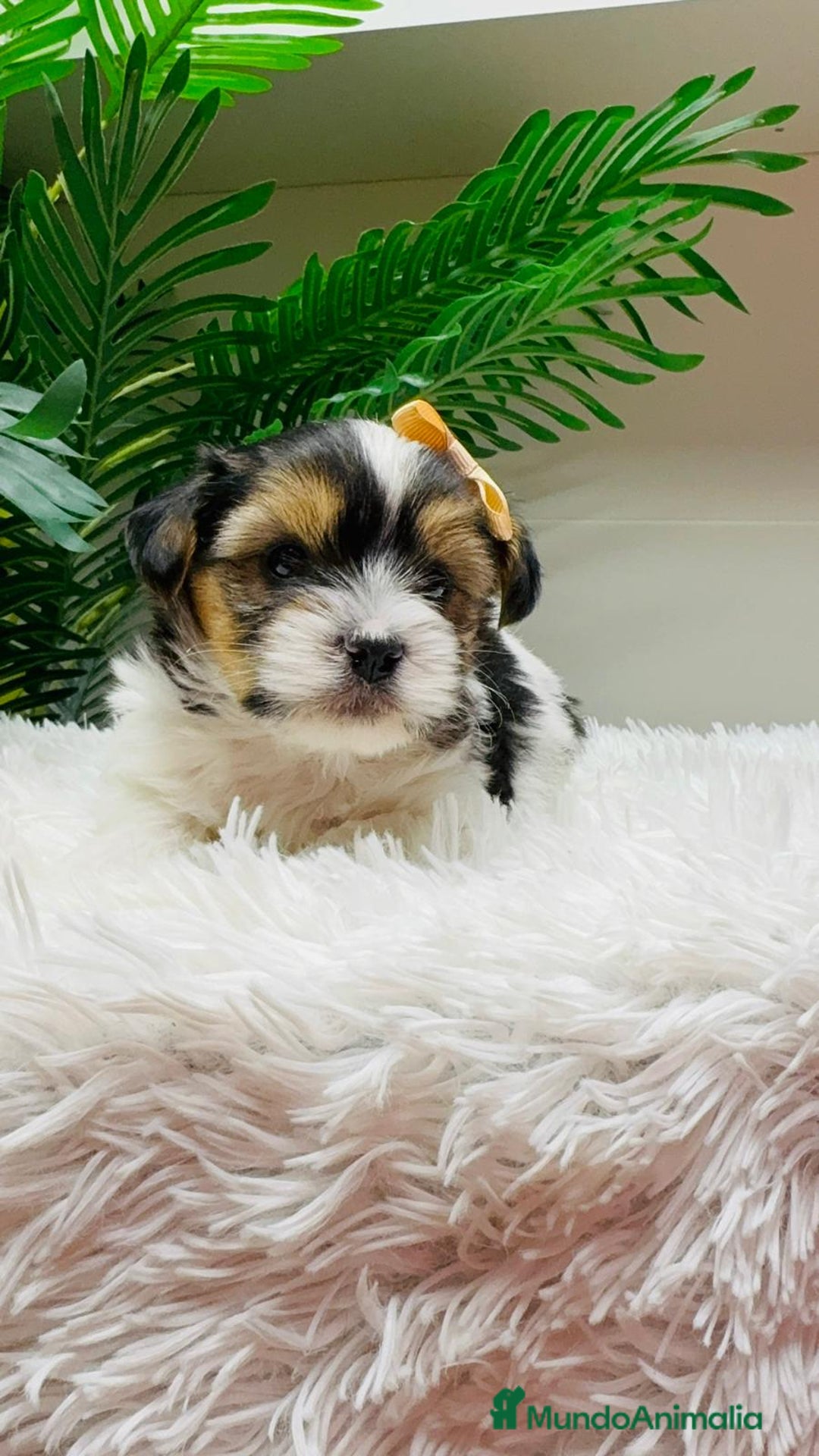 Yorkshire Terrier perros en venta: YORKSHIRE BIEWER MACHO - Anuncio 3