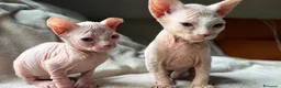 Sphynx gatos en venta: Camada Sphynx blanco - Anuncio 11