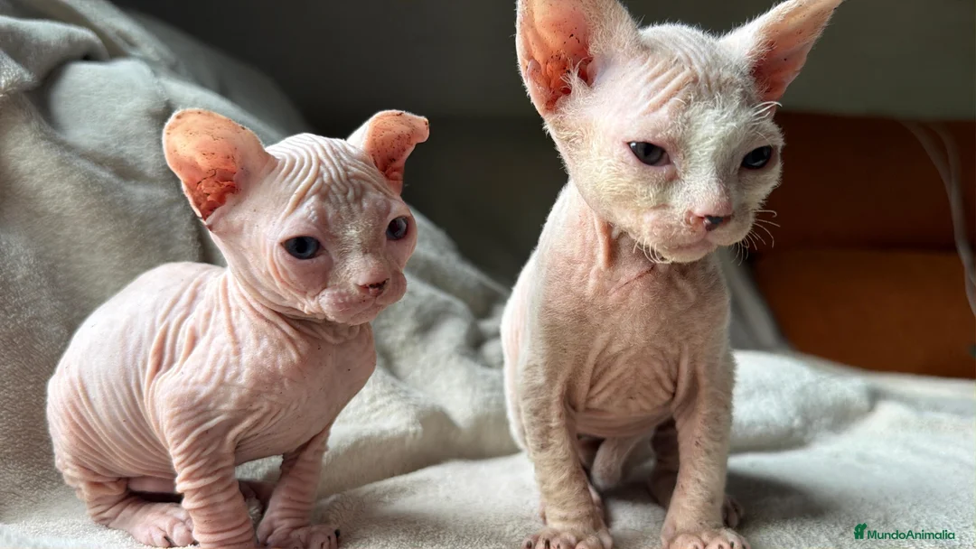 Sphynx gatos en venta: Camada Sphynx blanco - Anuncio 11