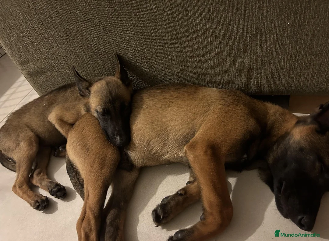 Pastor Belga Malinois perros en venta: Pastor belga malinois - Anuncio 1