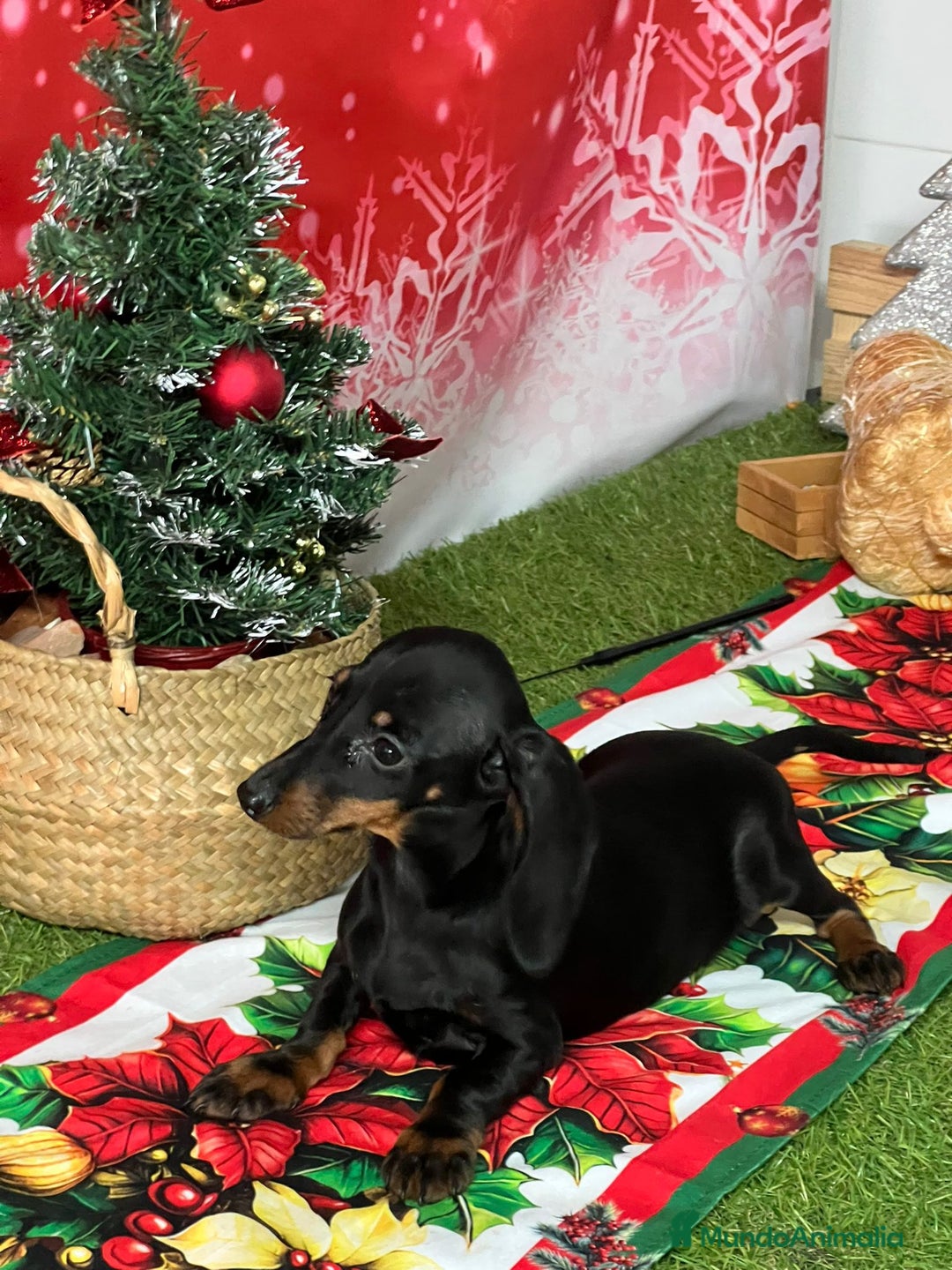 Teckel Miniatura perros en venta: TECKEL KANINCHEN - Anuncio 1