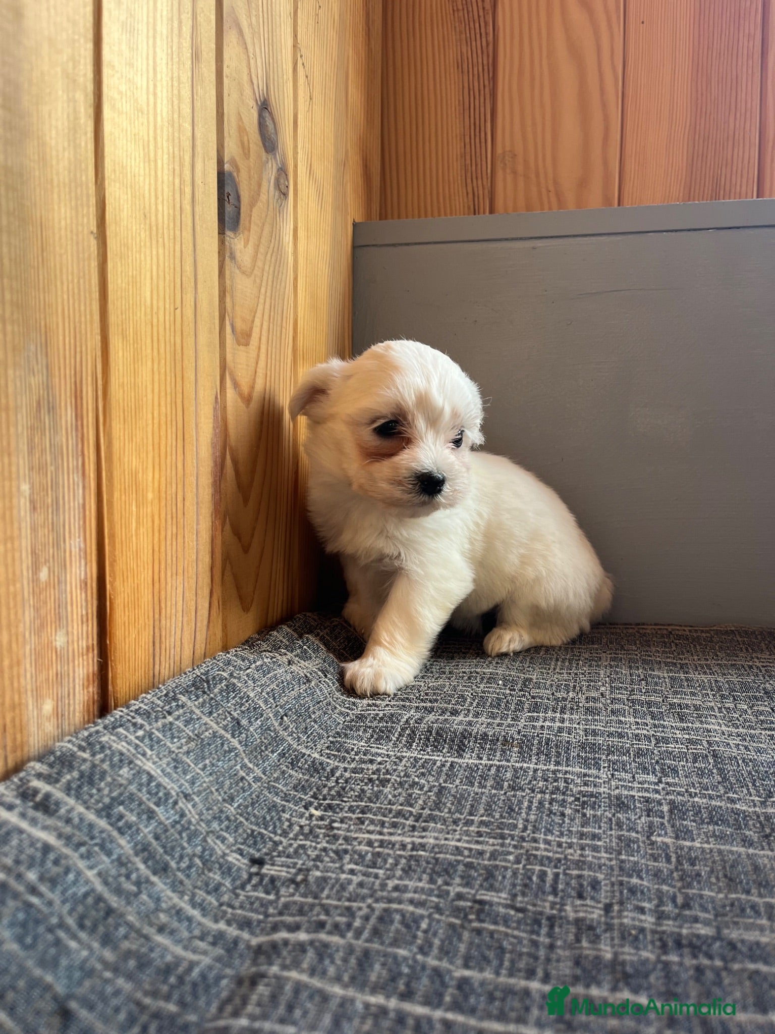 Bichón Maltés perros Bichón Maltés Cachorros Cría Responsable  - Anuncio 5