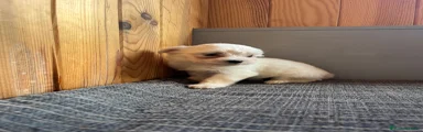 Bichón Maltés Hembra 