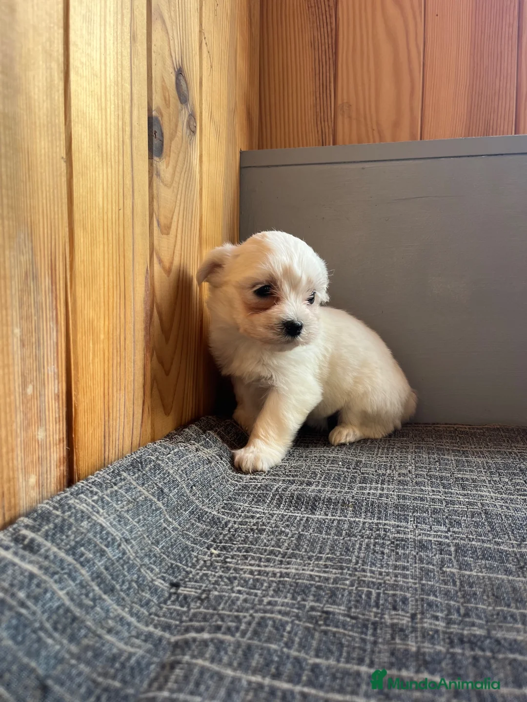 Bichón Maltés perros en venta: Bichón Maltés Cachorros Cría Responsable  - Anuncio 1