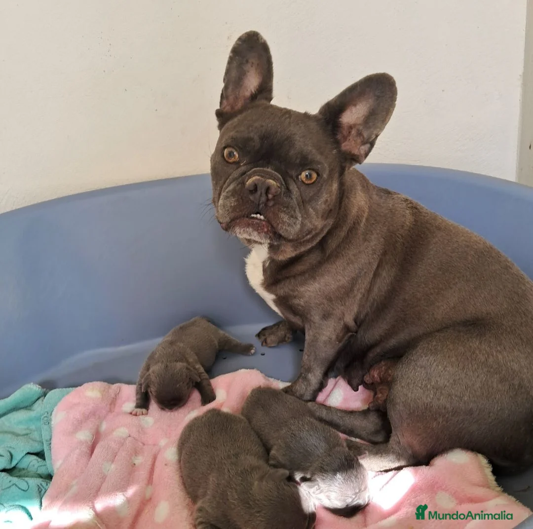 Bulldog Francés perros en venta: Bebés Bulldog Francés Blue  - Anuncio 5