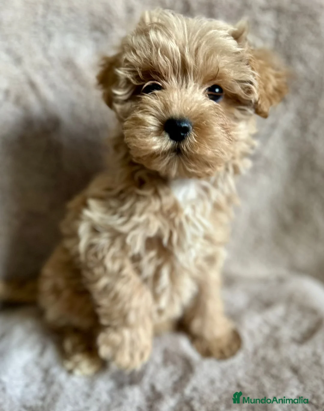 Maltipoo perros en venta: MALTIPOO APRICOT MACHO - Anuncio 3