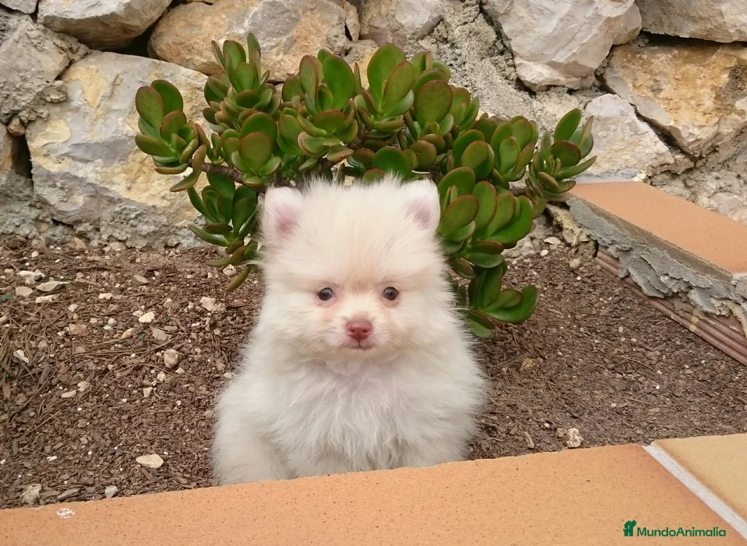 Pomerania perros en venta: Cachorros de Lulú de Pomerania en Barcelona - Anuncio 3