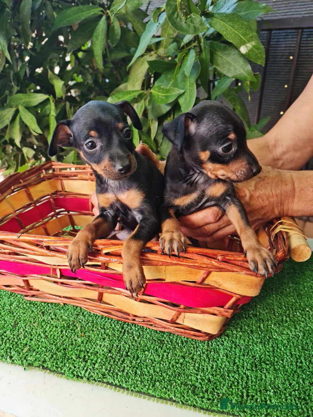 Ratón de Praga perros en venta: Raton de praga - Imagen 2