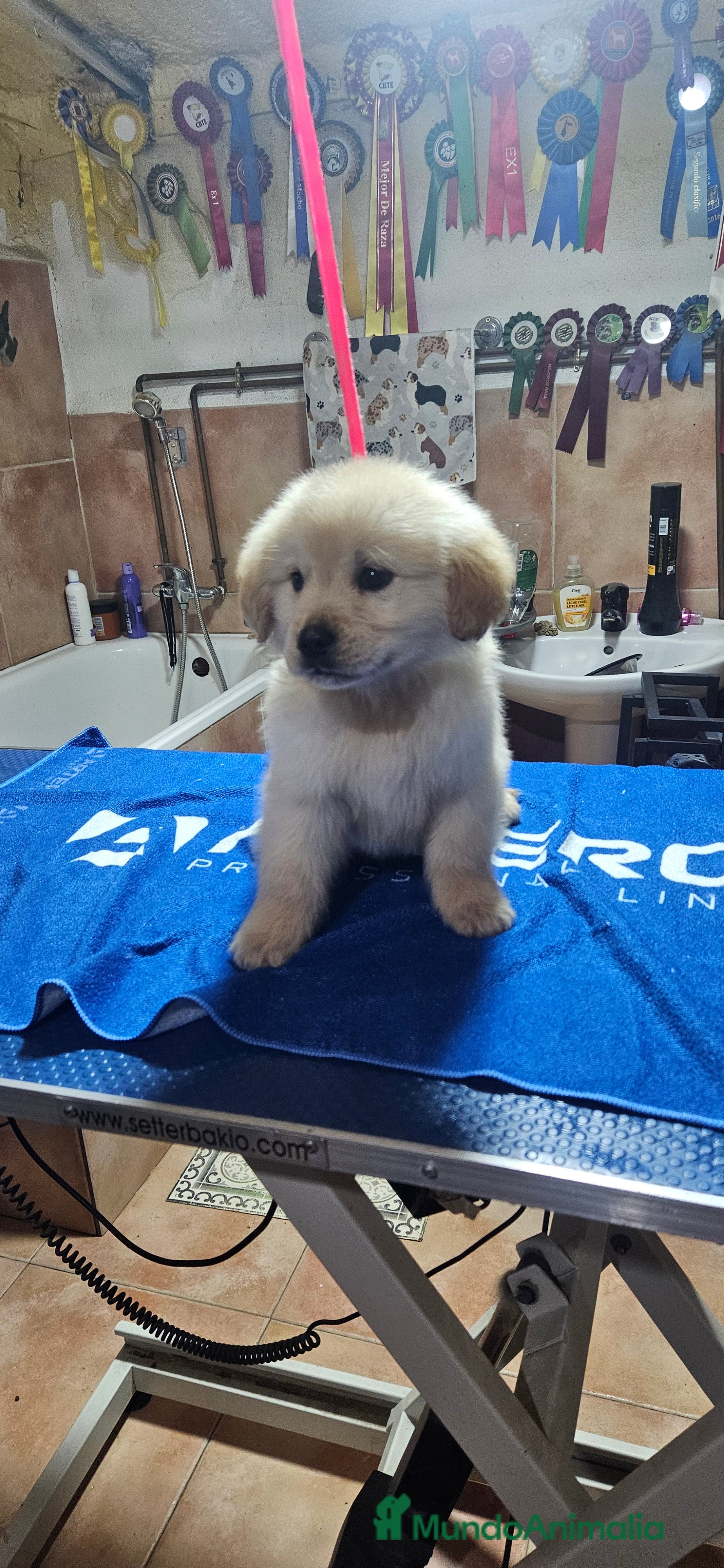 Golden Retriever perros Cachorros Golden retriever disponibles  - Anuncio 26