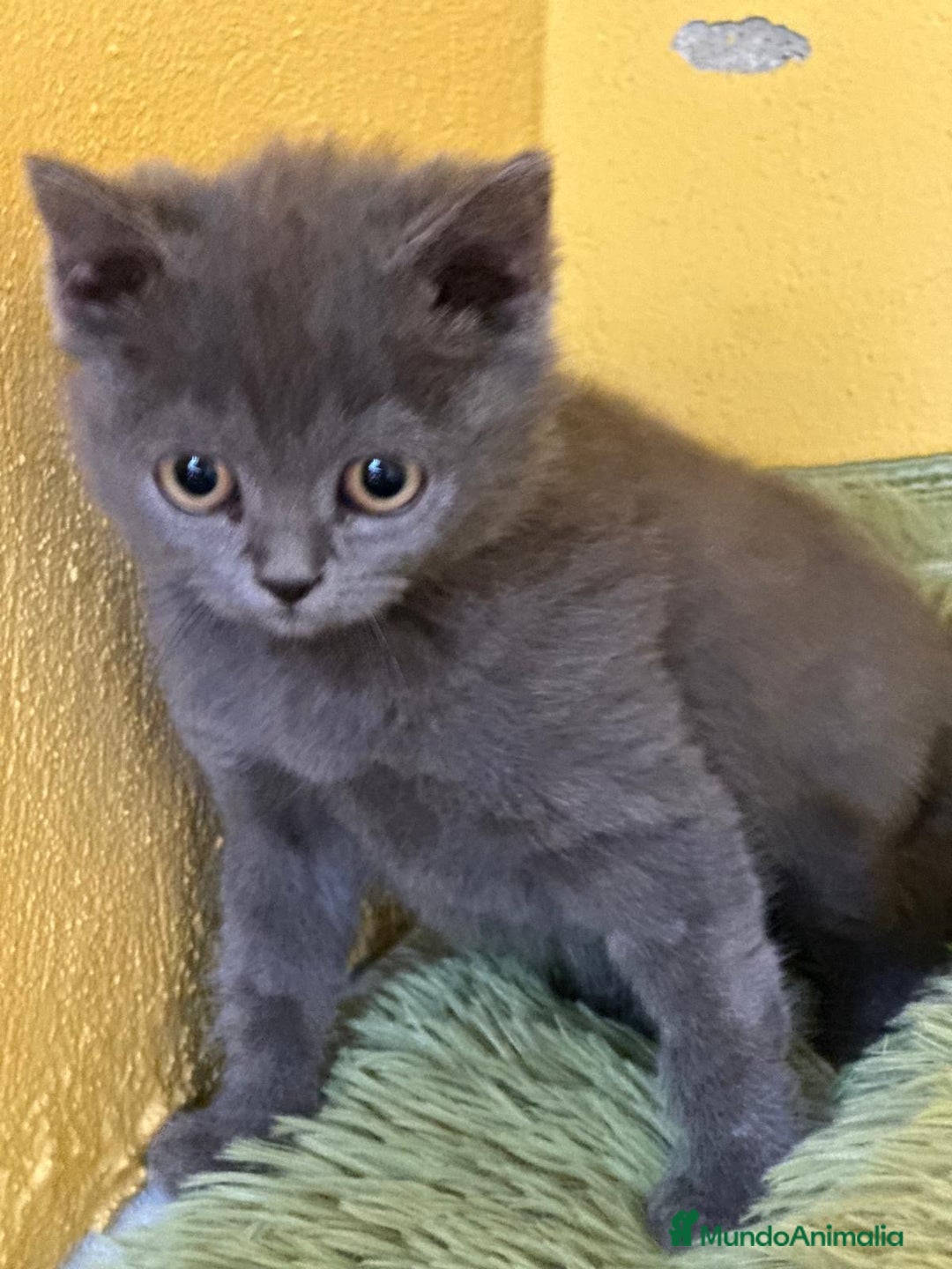 Británico de Pelo Corto Azul gatos en venta: British Shorthair  - Imagen 6