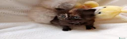 Himalayo gatos en venta: Disponible gatito persa himalayo - Anuncio 5