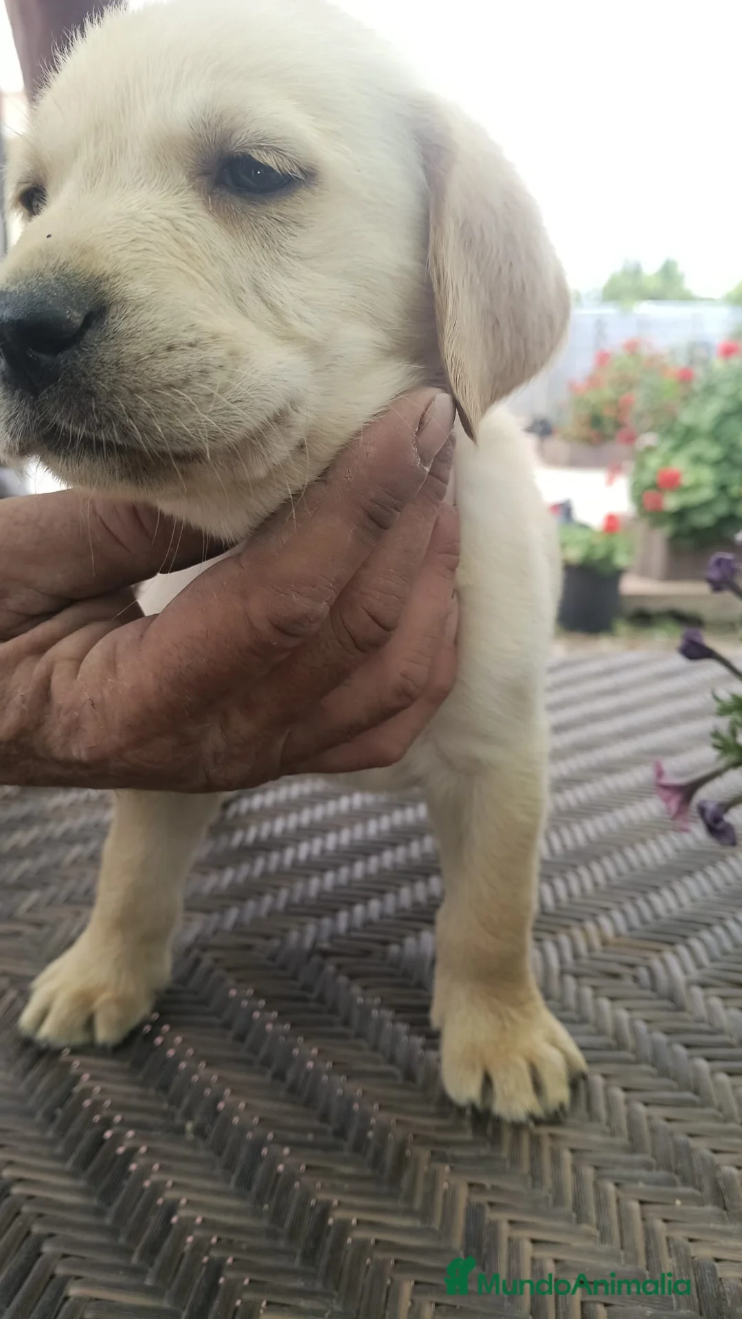 Labrador Retriever perros en venta: Espectacular macho labrador retriever dorado🐶🐾 en Málaga - Anuncio 4