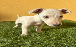 Jack Russell Terrier perros en venta: web milcachorros.es - Imagen 17