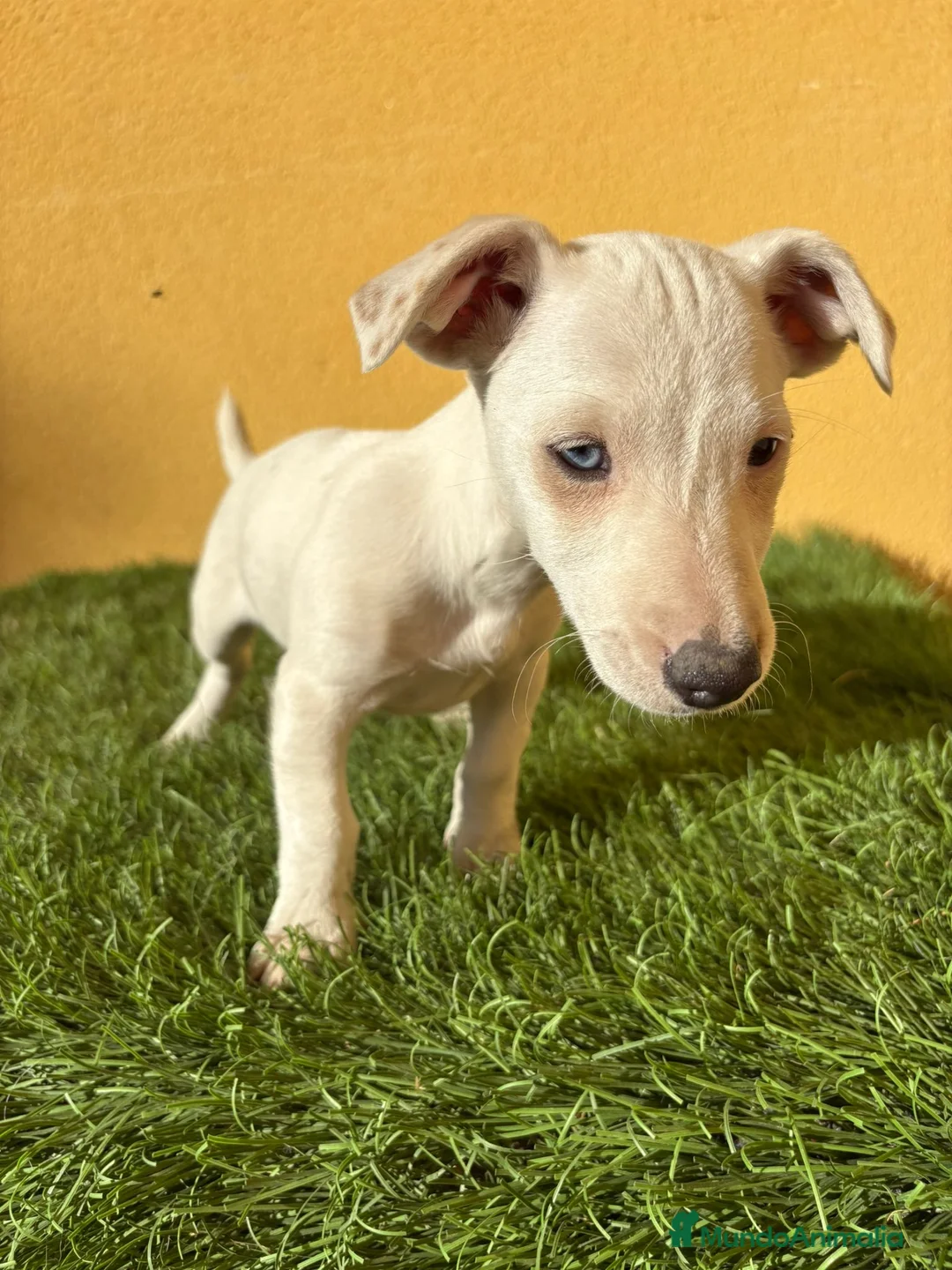 Jack Russell Terrier perros en venta: web milcachorros.es - Anuncio 17