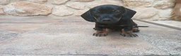 Teckel perros en venta: Teckel  - Anuncio 4