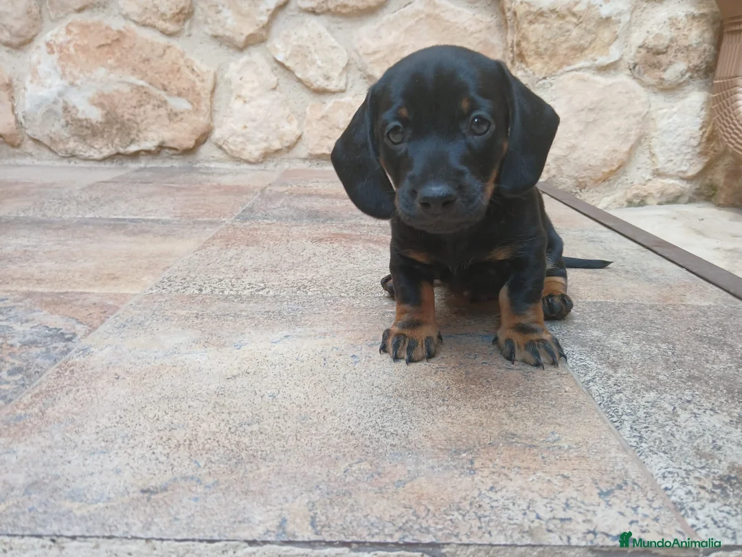 Teckel perros en venta: Teckel  - Anuncio 4