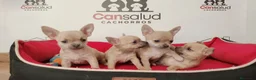 Pomchi perros en venta: pomchi - Anuncio 1