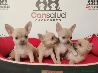 Pomchi perros pomchi - Anuncio 1