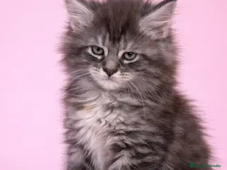 Maine Coon gatos Maine Coon - Anuncio 2