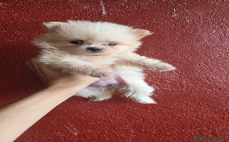 Pomerania perros - Anuncio 1