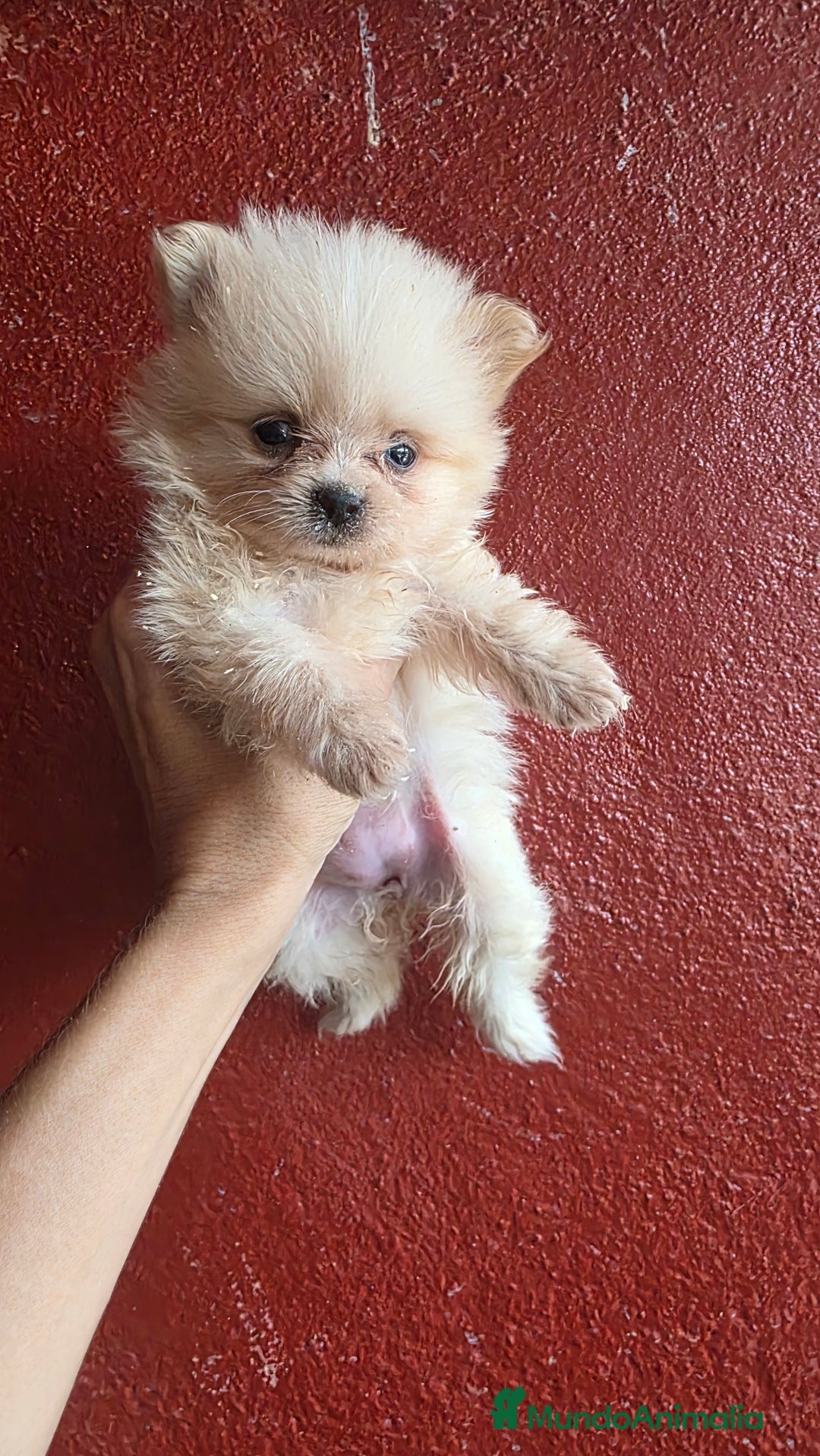 Pomerania perros en venta: Lulus pomerania  - Imagen 1