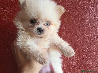 Pomerania perros - Anuncio 5