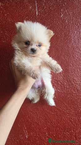 Pomerania perros - Anuncio 5