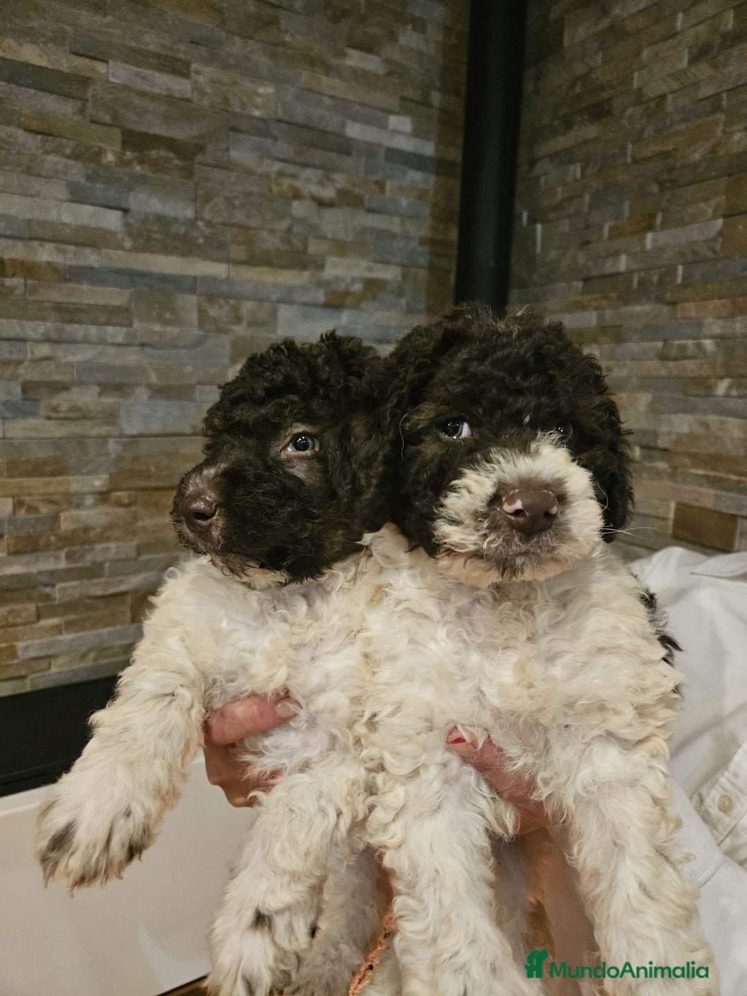 Perro de Agua Español perros en venta: Machos bicolores PDAE - Imagen 8