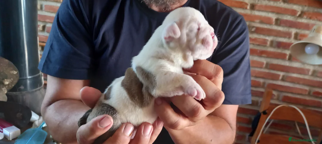 Imagen de galería {{count}}