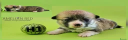 Welsh Corgi Pembroke perros en venta: Cachorros de Welsh Corgi Pembroke - Anuncio 5