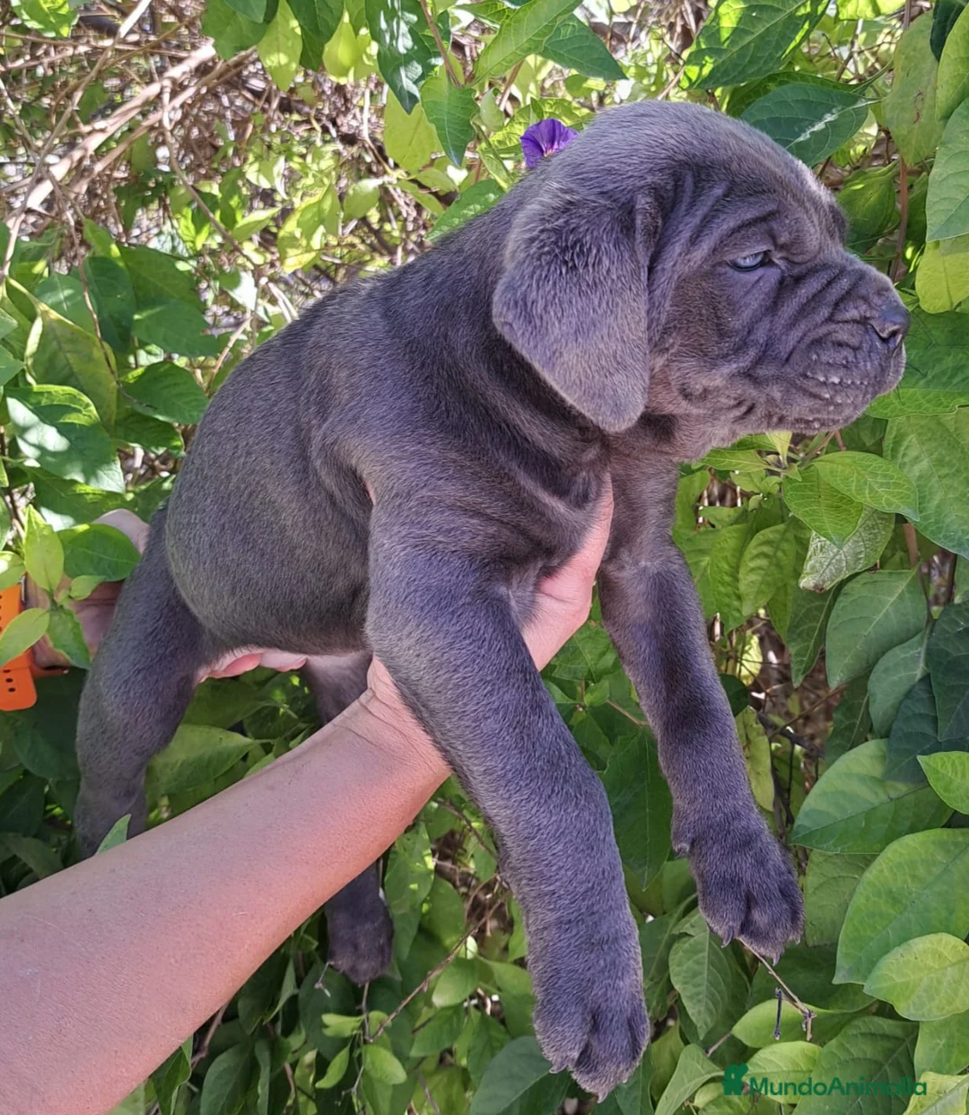Cane Corso perros en venta: Cane Corso - Anuncio 1