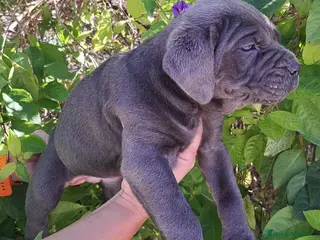 Cane Corso perros Cane Corso - Anuncio 6