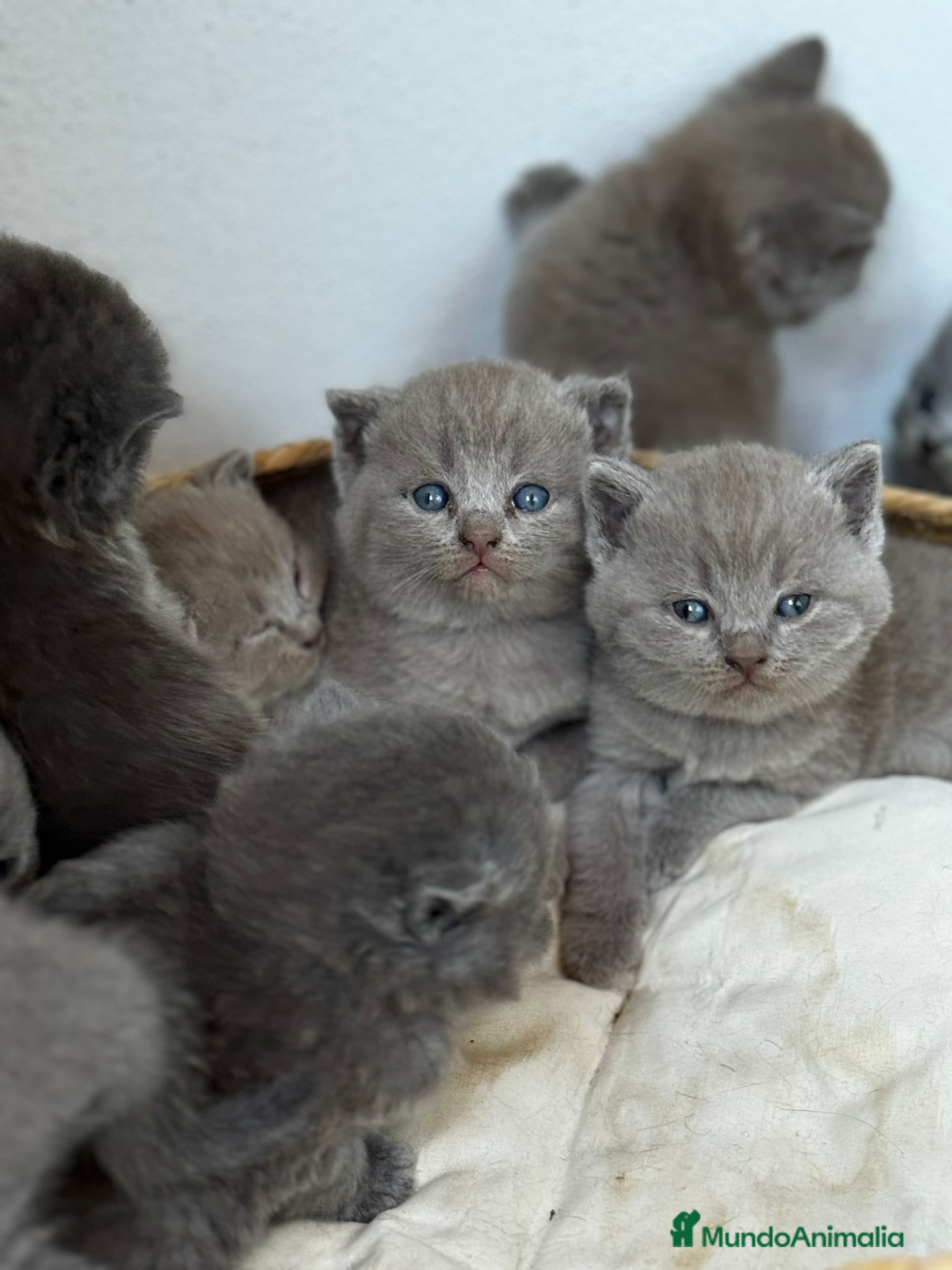 Británico de Pelo Corto gatos en venta: British shorthair  - Anuncio 5