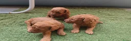 Caniche Toy perros en venta: Cachorros de caniche Toy rojos en Zaragoza - Anuncio 9