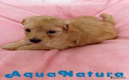 Raza Mixta perros en venta: Havapoo Hembra 3 de Leo y Alejo AQUANATURA - Imagen 2