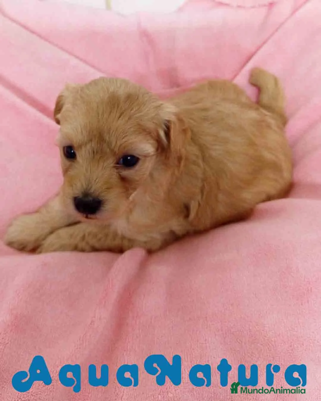 Raza Mixta perros en venta: Havapoo Hembra 3 de Leo y Alejo AQUANATURA - Anuncio 2