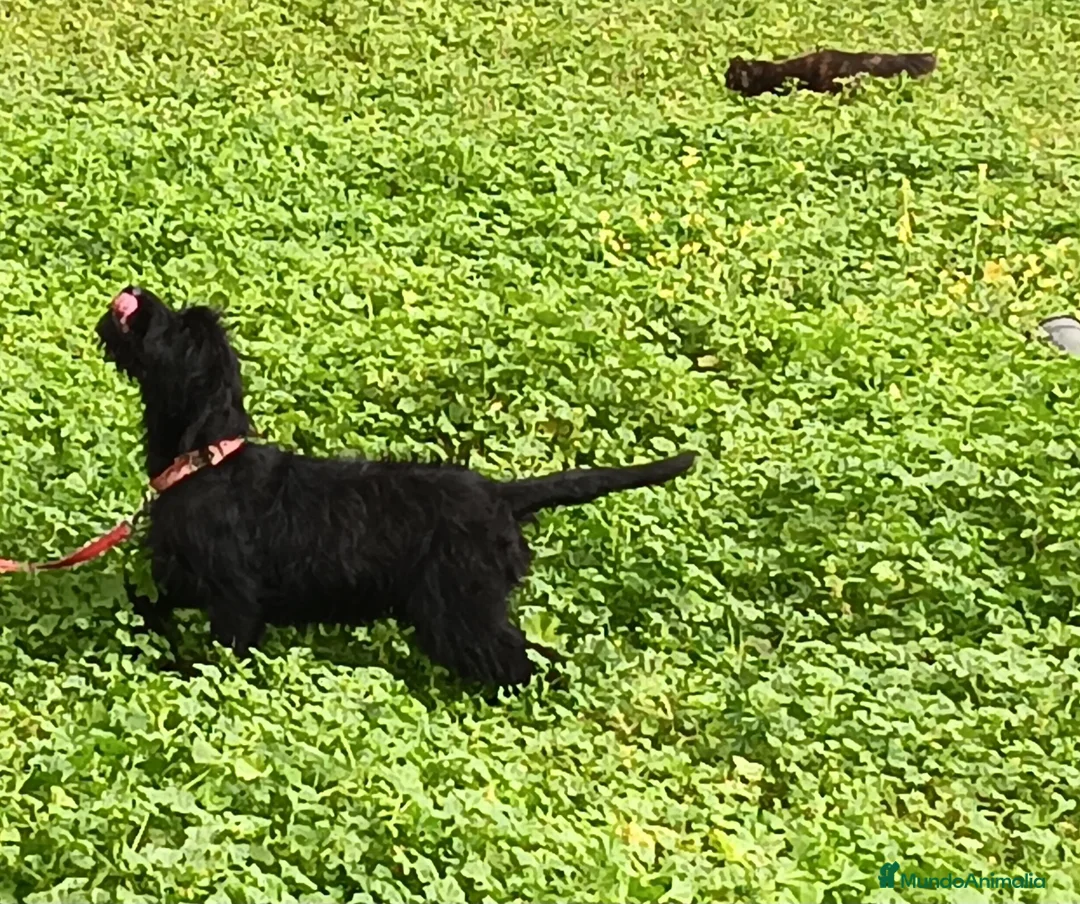 Schnauzer Gigante perros en venta: SchnauzerGiganteMacho - Anuncio 2