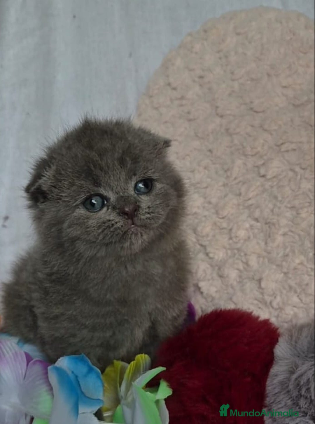 Británico de Pelo Corto Azul gatos en venta: Brithis Blues Bebes Preciosos  - Anuncio 2