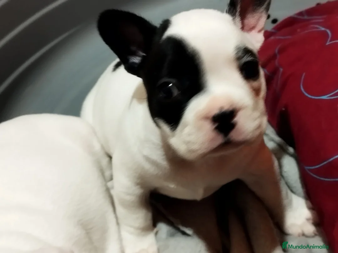 Bulldog Francés perros en venta: Cachorros Bulldog francés  - Anuncio 1