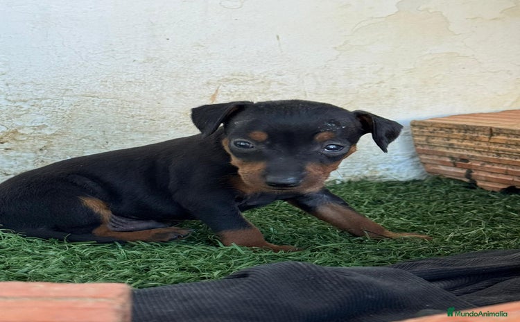Pinscher Miniatura perros - Propaganda 13