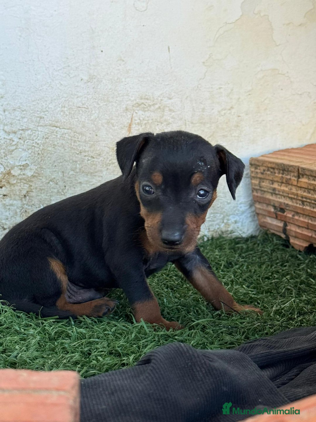 Pinscher Miniatura perros en venta: Mini Pincher disponibles 300€ - Imagen 1