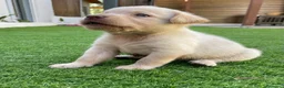 Labrador Retriever perros en venta: cachorros labrador retriever - Anuncio 3