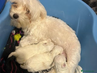 Bichón Maltés perros - Anuncio 8