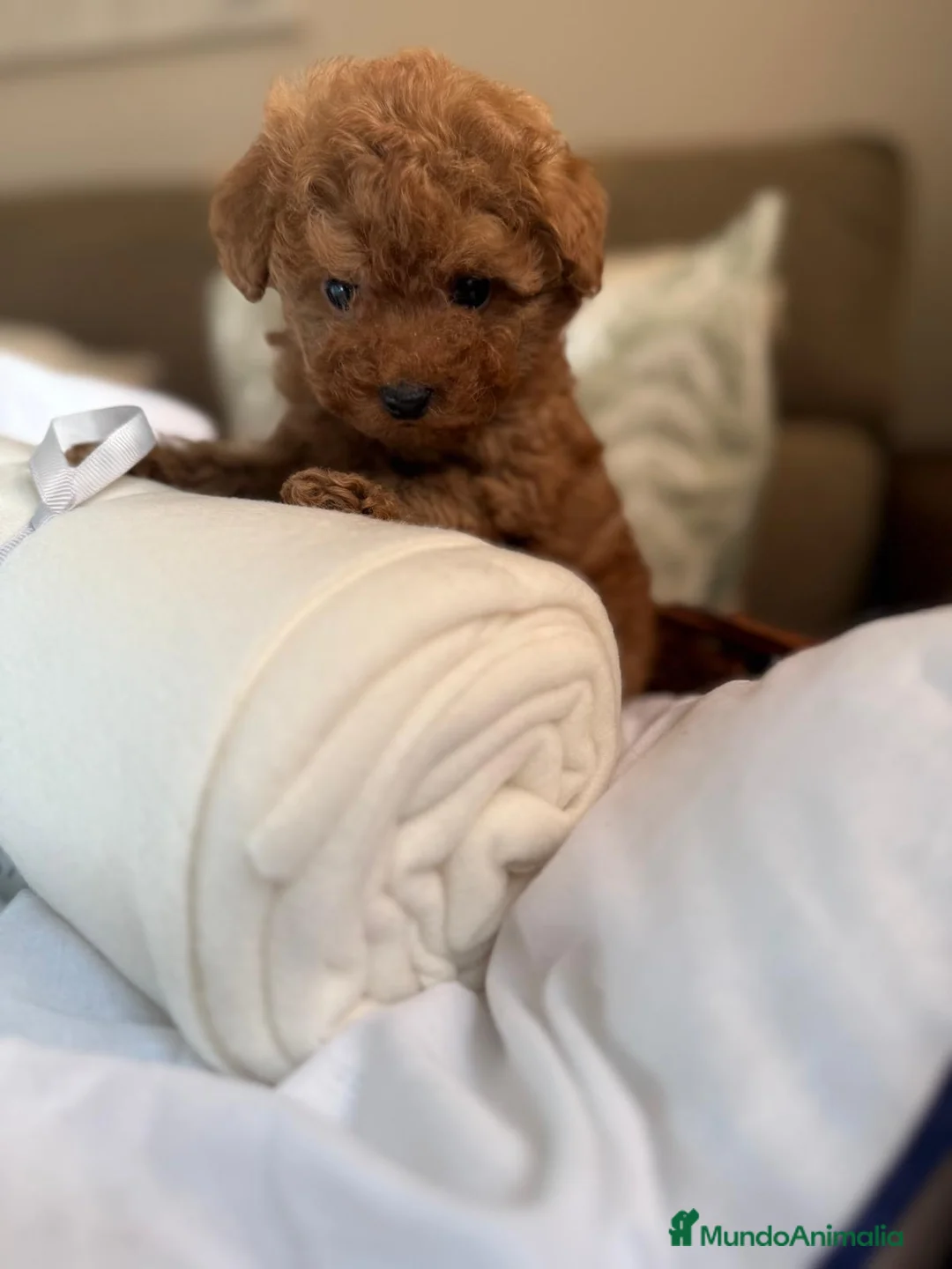 Caniche Toy perros en venta: Caniche Toy líneas Asiáticas  - Anuncio 2