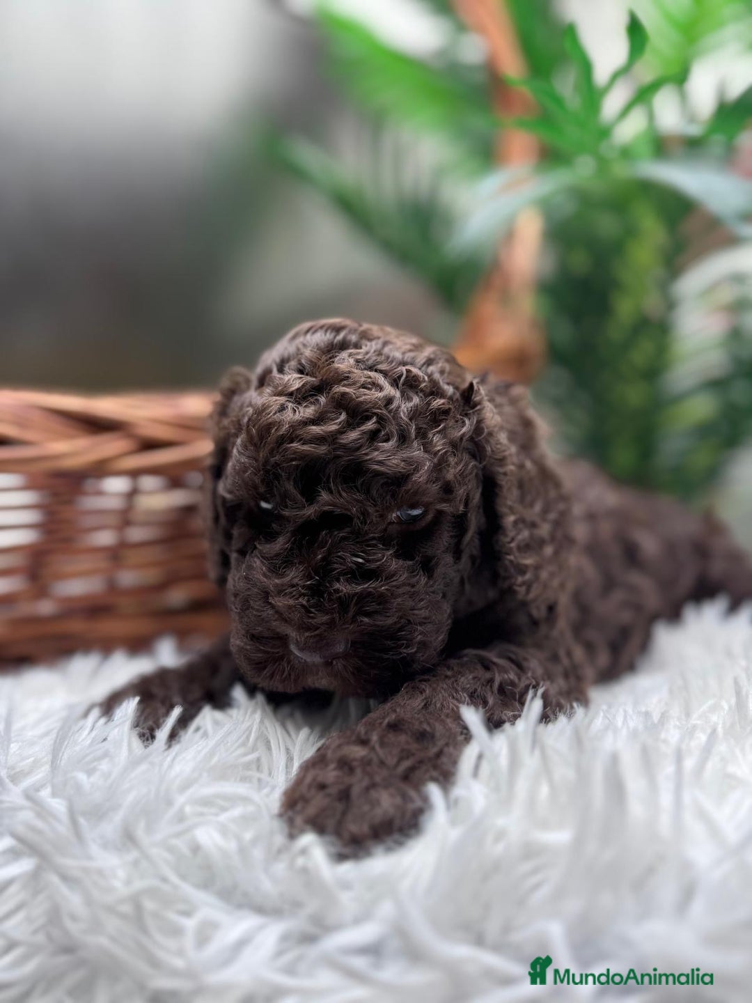 Perro de Agua Español perros en venta: PERRO DE AGUA MACHO - Anuncio 2