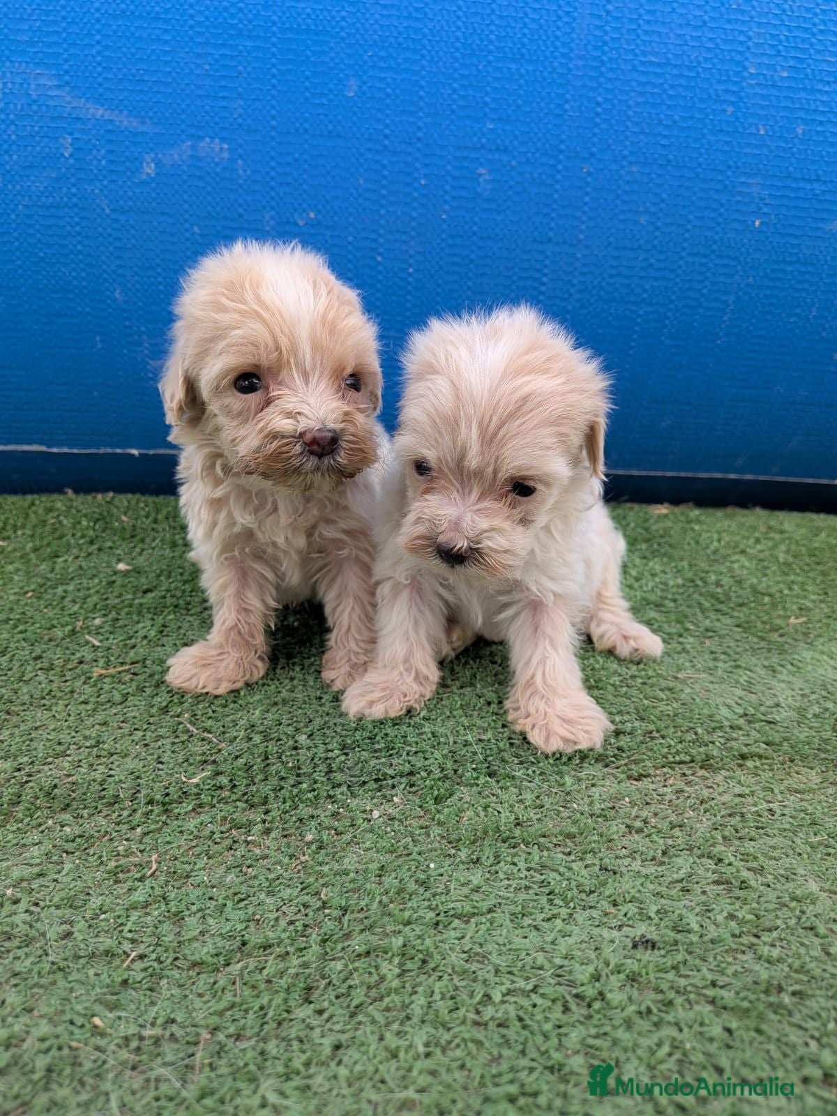 Maltipoo perros Maltipoo - Anuncio 1