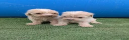 Maltipoo perros en venta: Maltipoo - Anuncio 1