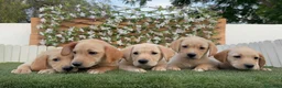 Labrador Retriever perros en venta: LABRADOR RETRIEVER - Anuncio 15