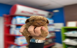 Caniche Toy perros en venta: Cachorros Caniche Toy 1.200€ ¡PRECIO REAL! - Imagen 2