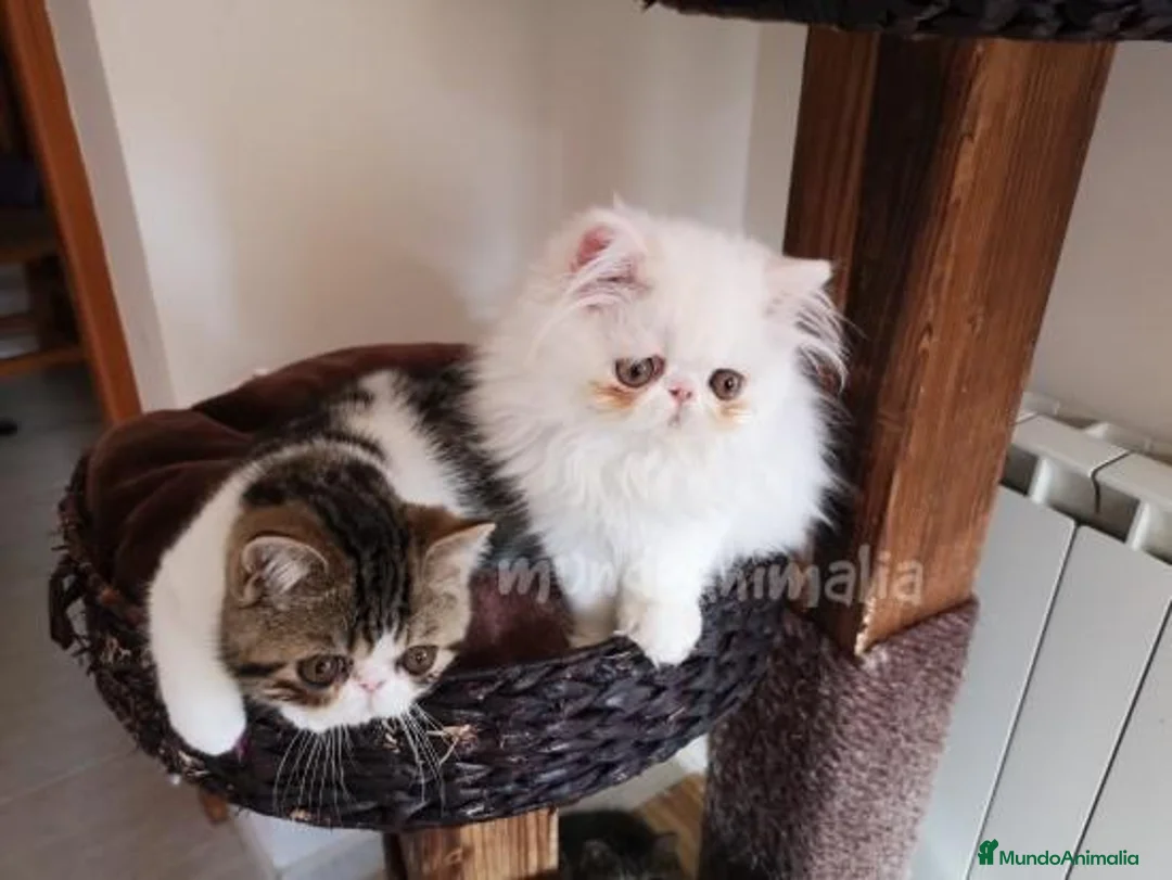 Imagen de galería {{count}}